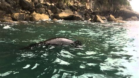 Kayaking With A Seal Youtube