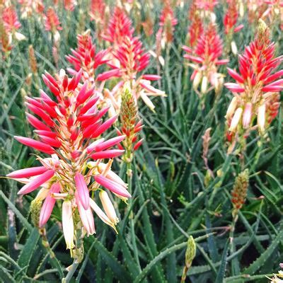 Aloe Safari Sunrise Vente En Ligne De Plants De Aloe Safari Sunrise