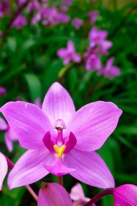 Orchid 3 iPhone 4s Wallpapers Free Download