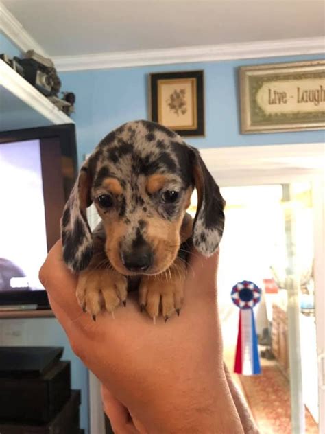 13 Reasons Dachshunds Are The Best Dogs Dachshund Bonus Best Dogs