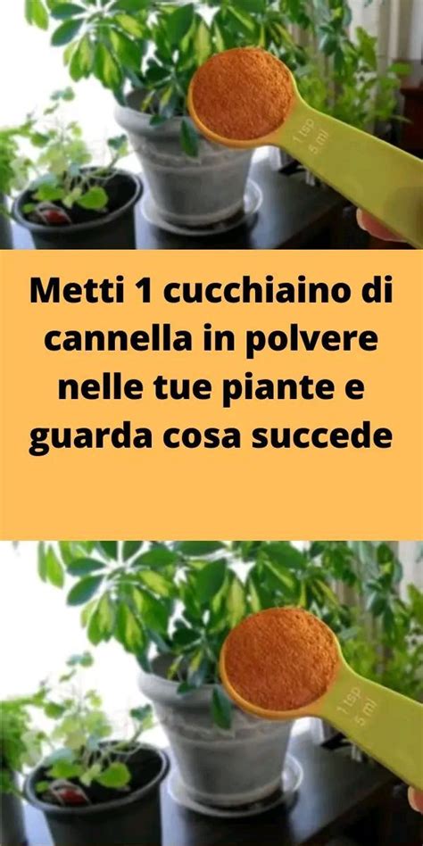 Metti Cucchiaino Di Cannella In Polvere Nelle Tue Piante E Guarda