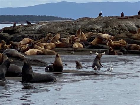 Hornby Island BC Upcoming Events Spring Break 2024