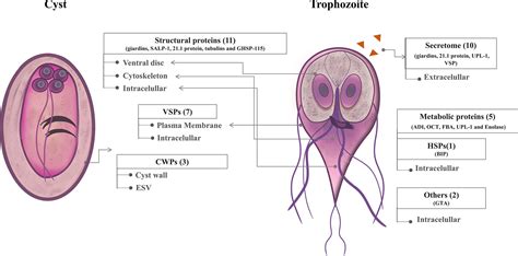 Giardia Lamblia Anaerobic Flagellated Protozoan Parasites Off