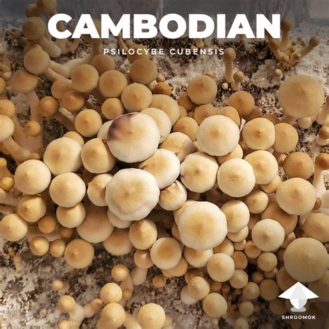 Cambodian Gallery On Shroomok