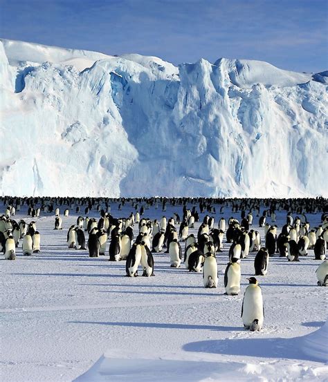 Emperor Penguins Vulnerable To Sea Ice Changes This Century