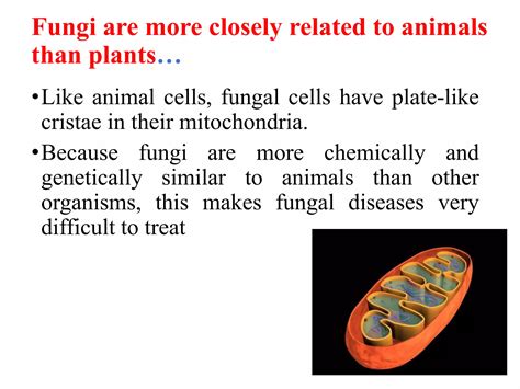 Classification of fungi | PPT | Free Download