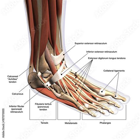 Foot Anatomy Labeled Dorsal Lateral View on White Background ...