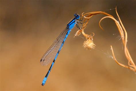 Zygoptera | Wildlife wallpaper, Dragonfly, Pictures of insects