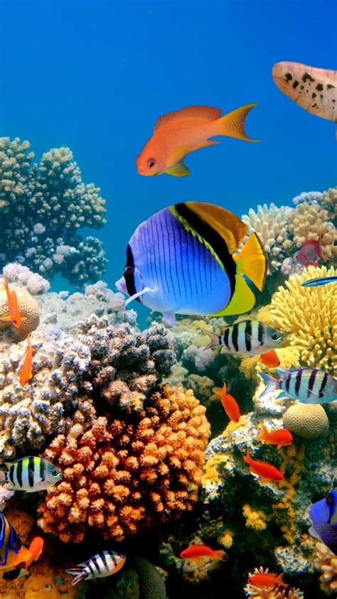 4K Fish Wallpapers - Top Free 4K Fish Backgrounds - WallpaperAccess