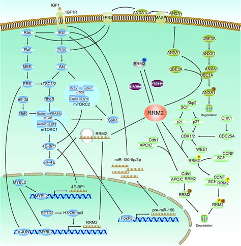 Mechanisms Of Regulation Of Rrm Rrm Expression Is Regulated At