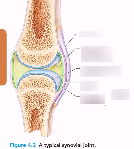 Classification of Body Membranes Diagram | Quizlet