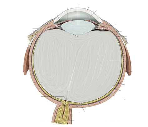 Eye Superior View Diagram Quizlet