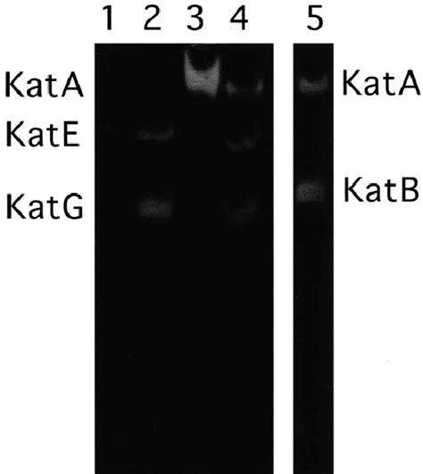 Catalase Activity Staining After Non Denaturing Gel Electrophoresis Of Download Scientific