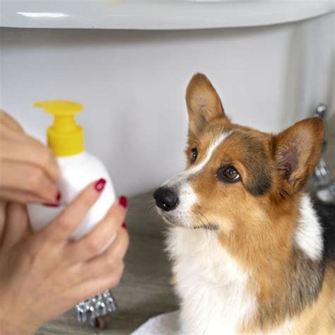 Mastering DIY Dog Bathing: A Comprehensive Guide for Home Grooming ...