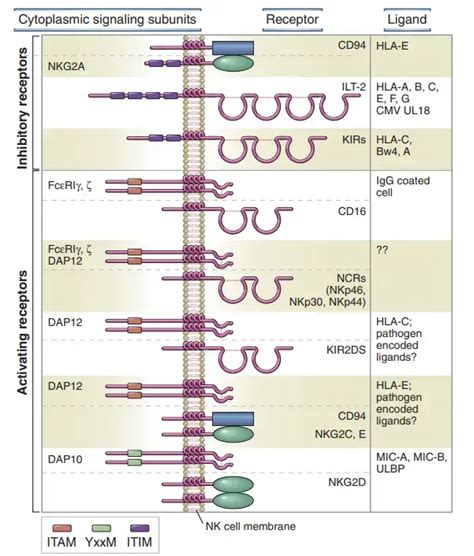 Natural Killer Nk Cells Definition Structure Function Mechanism