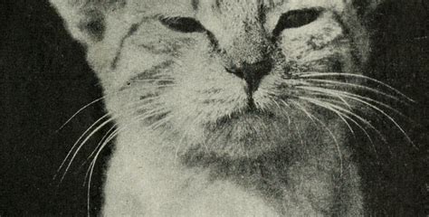 T. S. Eliot and the Science of Naming Cats — The Airship