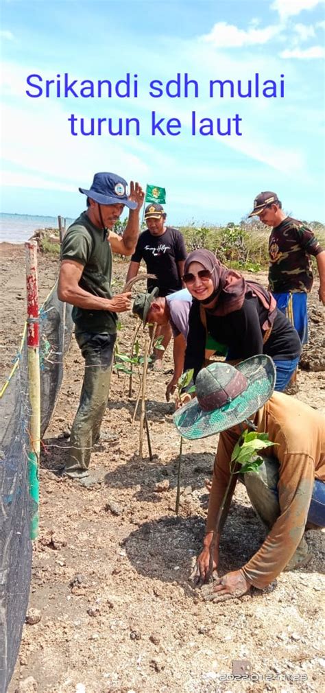 Psi Tanam Pohon Mangrove Di Bibir Pantai Pulo Cangkir