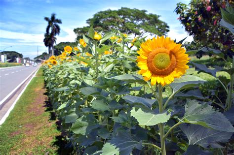 Yes Sunflowers Can Bloom In The Rain University Of The Philippines