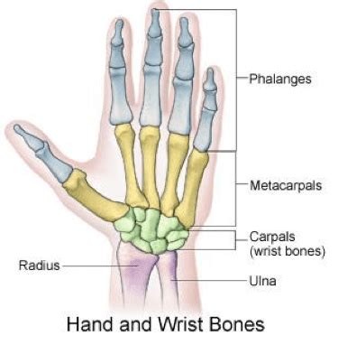 Wrist And Hand Injuries Lamberti Physiotherapy