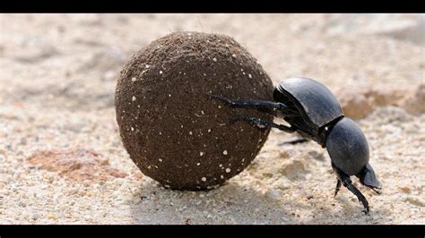 Dung Beetle Rolling Poop Ball Youtube