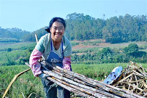 云南景谷：发展“甜蜜事业” 助推乡村振兴