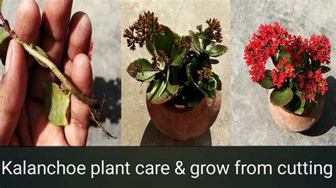 Kalanchoe Plant Care And Grow From Cutting Propagation Of Kalanchoe Plant Youtube