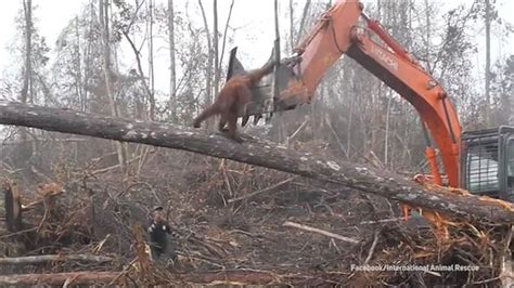 Bagger zerstört Heimat Orang Utan auf der Flucht video Dailymotion