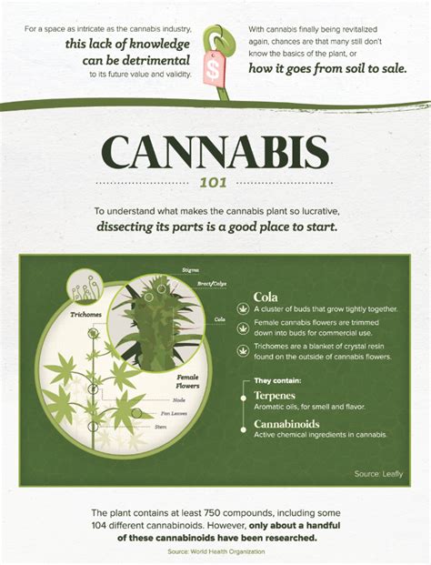 cannabis4 - Mind the Graph Blog