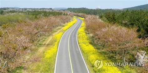 아름다운 길 100선 제주 녹산로 유채꽃밭 갈아엎는다 한국경제