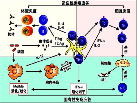 固有免疫细胞的 word文档在线阅读与下载 无忧文档