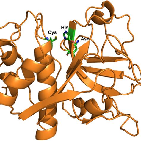 (PDF) Cysteine Proteases: Modes of Activation and Future Prospects as ...