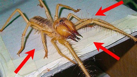 Top Scariest Spiders In The World Youtube