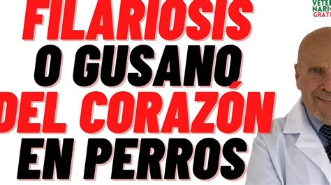 Gusano del corazón en perros síntomas causas y tratamiento