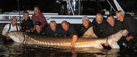 11 Foot Long 1000 Pound Sturgeon Caught And Released In Kanora