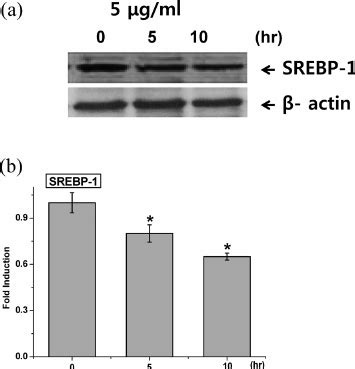 Protein Expression of SREBP 1 in HepG2 Cells Treated with RCE 5 μ