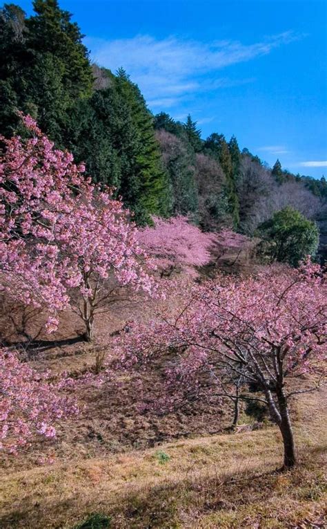 Early blooming cherry blossoms in beautiful Tokigawa ⋆ In Saitama