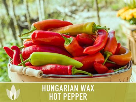 Hungarian Wax Hot Pepper Heirloom Seeds Etsy