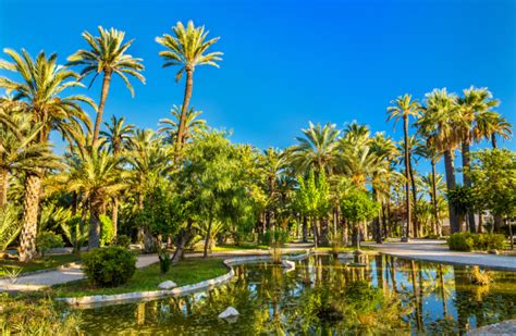 El Palmeral M S Grande De Europa Est En Elche M S De Palmeras