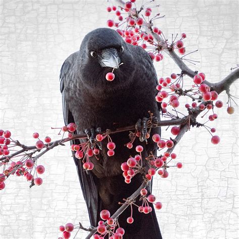 BERRY BANQUET - Fine Art Print, Crow Portrait Series - June Hunter Images