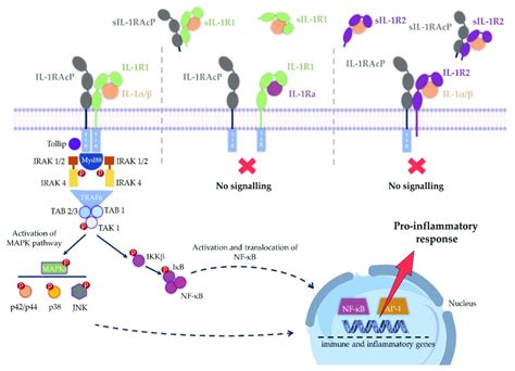 IL 1b Signaling Pathway