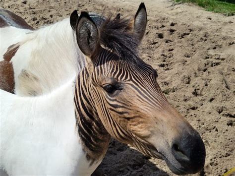 Mule Facts – Mule, Donkey & Horse Training with Meredith Hodges