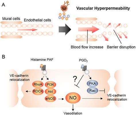 Regulation Of Vascular Permeability In Anaphylaxis Abstract Europe PMC