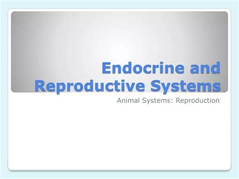 PPT - Endocrine and Reproductive Systems PowerPoint Presentation, free ... 