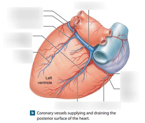 Diagram Venen Aders Hart Quizlet