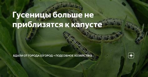Гусеницы больше не приблизятся к капусте | Вдали от города (огород ...