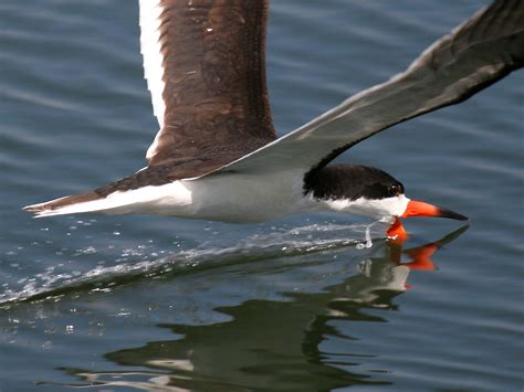 Black Skimmer Birds World