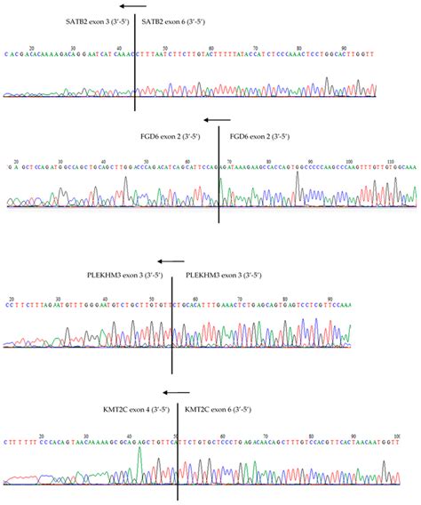 Sanger Sequencing Was Used To Validate The Circular Exon Junctions Of