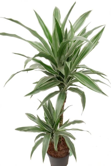 Dracaena Warneckei Drakenbloedboom Cm Kopen Planten Nl