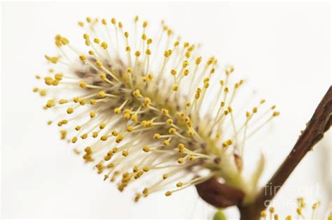 Pussy Willow Catkins Photograph By Andy Davies Science Photo Library Fine Art America