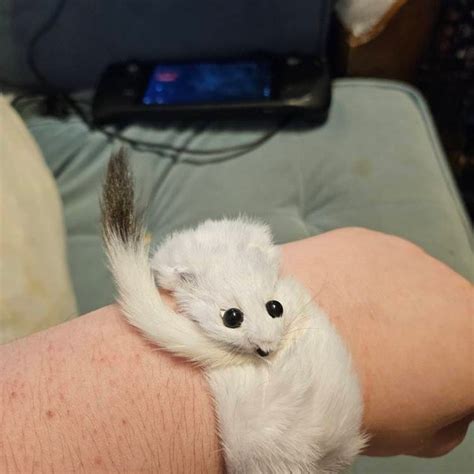 Weasel Slap Bracelet Sherman The Ermine White Ermine Slap Bracelet